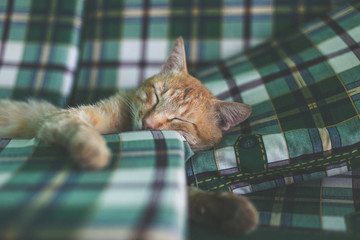 Naklejka premium Beautiful red cat sleeps in bed, hugging a pillow.
