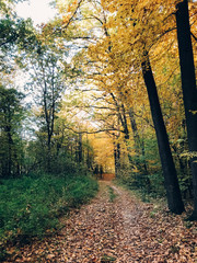 Autumn woods. Beautiful golden trees and path way in fall leaves in sunny warm forest. Oak and hornbeam yellow and green trees. Hello fall. Tranquil moment. Autumnal background.