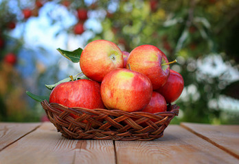 Harvest apples. Red apples in a wicker vase on an old wooden table against the background of the garden.