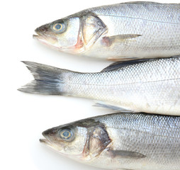 Fresh seabass fish on white background