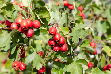 Ripe red berries of hawthorn on branch in autumn. Closeup. Outdoors