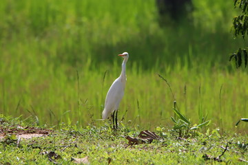 Egret in field