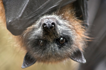 this is a close up of a fruit bat