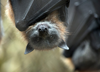 this is a close up of a fruit bat