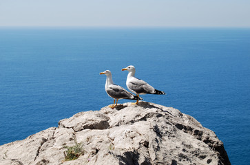 Fototapeta na wymiar a pair of seagulls sits on a stone and looks into the distance against the backdrop of the Black Sea