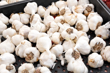 Several garlic bulbs on display at a local farmers market.