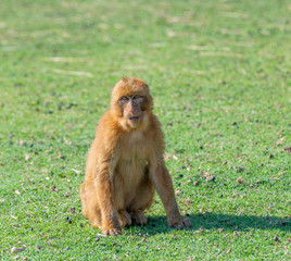 Gibraltar monkey sitting in the grass