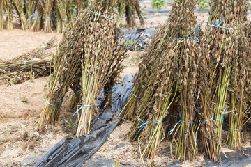 Sesame plant on the field during harvest
