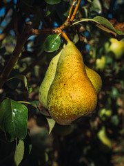 hand, han, pear tree, fresh pear, organic fruits, farmer, plantation, agricultural, food production, homegrown, freshness, diet, yellow, homemade, concept, autumn, vitamin, farm, adult, vegetarian, pl
