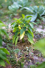 Beautiful green peppers in a rural garden