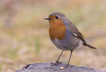 European robin (Erithacus rubecula), a cute little bird.