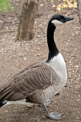this is a side view of a Canadian goose