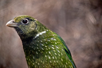 this is a close up of a cat bird