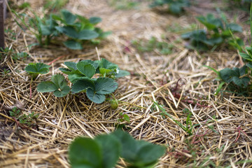 Mulching strawberries in the garden.