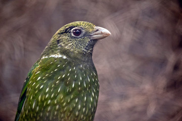 this is a close up of a cat bird