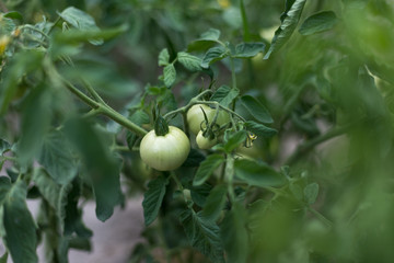 Unripe green tomatoes in a rural garden