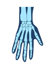 Bones of the hands, the hand, the structure of the hands, arms anatomy, human hand. Vector illustration, eps 10