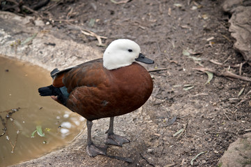 the egyptian goose is next to a pond