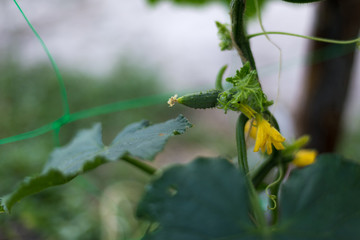 Little unripe cucumbers in a rural garden