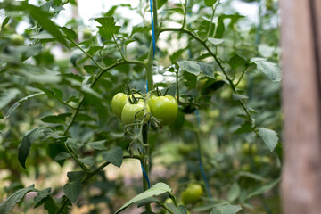 Unripe green tomatoes in a rural greenhouse