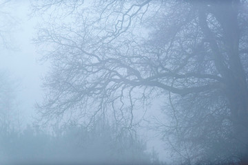 Bare winter trees in mist.