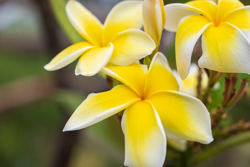 Autumn greenhouse with unique plants