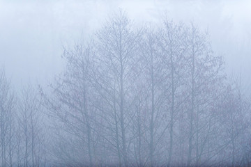 Bare winter trees in mist.