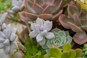 Autumn greenhouse with unique plants