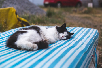 Dirty black and white rural cat lies outdoors on a striped mattress