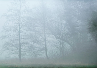 Fototapeta na wymiar Bare trees on misty morning.