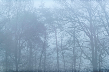 Bare trees on misty morning.