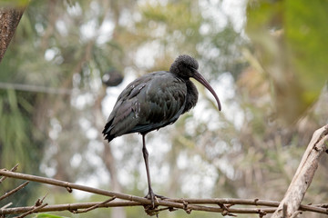the glossy ibis is standing on one leg
