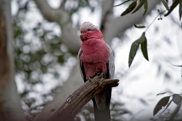 the galah is resting on a branch