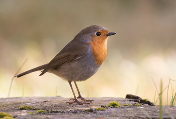 European robin (Erithacus rubecula), a cute little bird.