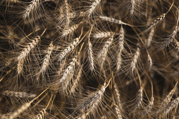 Obraz premium Wheat on the field. Plant, nature, rye. Rural summer field landscape