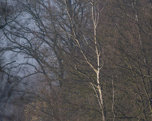 Bare trees in mist in morning sunlight.