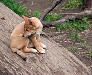 Naklejka na ściany i meble the 8 week old golden dingo is checking his surroundings