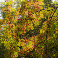 Natural background of beautiful autumn leaves and red rowan berries lit by sun.