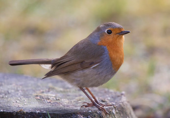 European robin (Erithacus rubecula), a cute little bird.