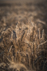 Fototapeta premium Wheat on the field. Plant, nature, rye. Rural summer field landscape