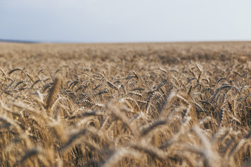 Wheat on the field. Plant, nature, rye. Rural summer field landscape