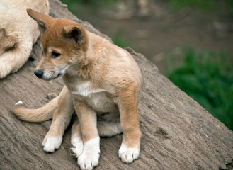 the 8 week old golden dingo is checking his surroundings