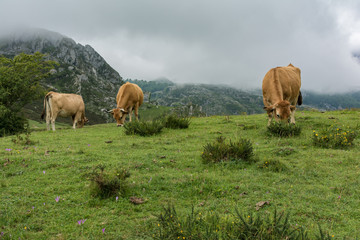 Cows grazing in the peaks of Europe in Asturias (Spain)