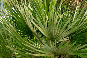 Leaves of palm tree close up. Palm branches. Tropical texture.