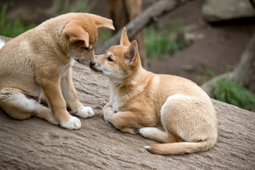the two dingo puppies are sharing a kiss.