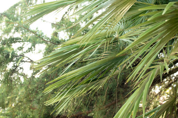 Leaves of palm tree close-up. Large leaves of palm tree. Palm branches.