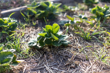 Mulching strawberries in the garden.