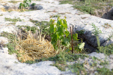 The process of growing grapes in pits. Mulching grapes.