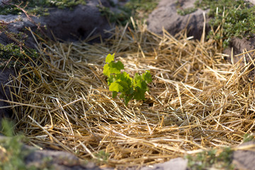 The process of growing grapes in pits. Mulching grapes.