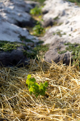 The process of growing grapes in pits. Mulching grapes.